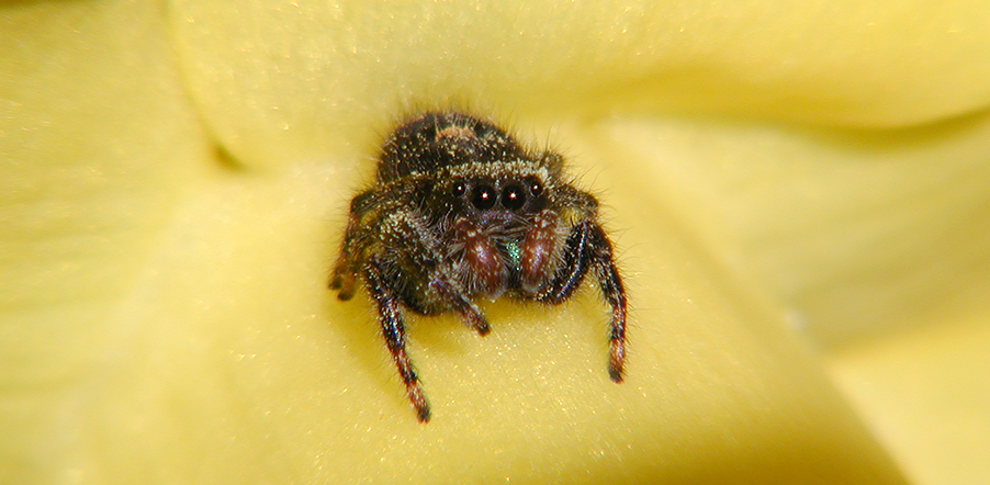 Bold jumper, bold jumping spider on a yellow flower, photogenic