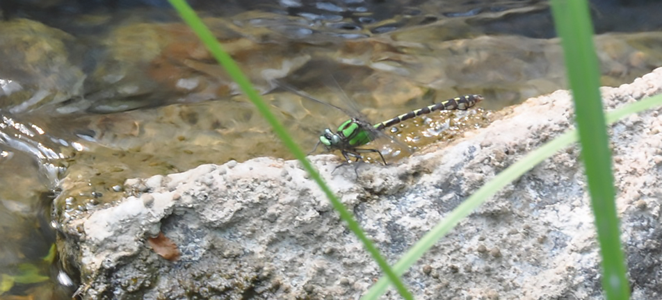 Boreal snaketail dragonfly