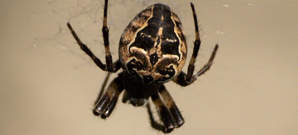 bridge orbweaver spider