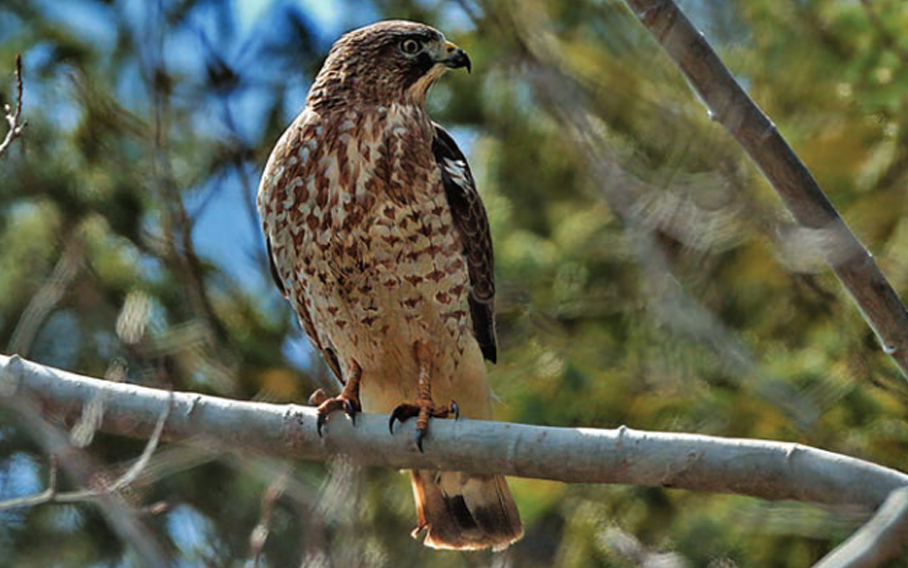 A broad-winged hawk perches above the North Gwillimbury Forest