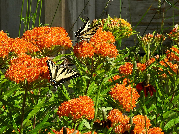 Butterfly milkweed and swallowtail butterflies