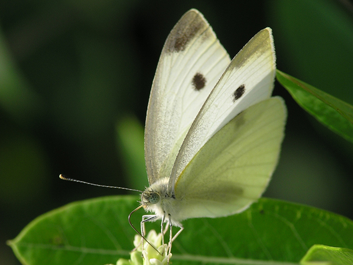 Cabbage white butterfly, non-native species