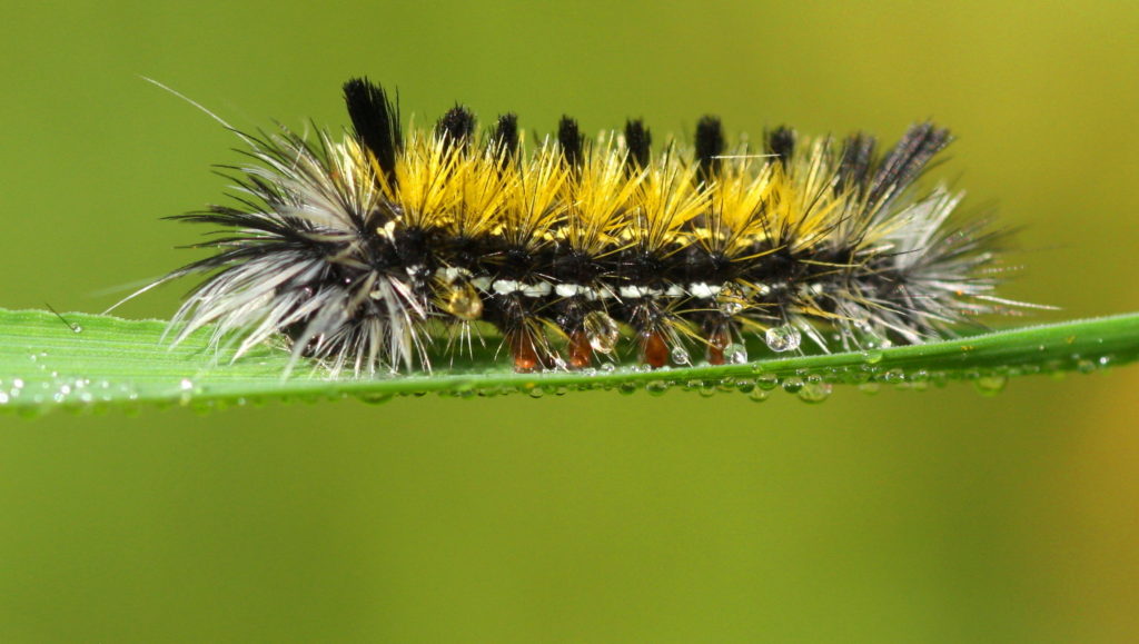 Caterpillar at Forks of the Credit