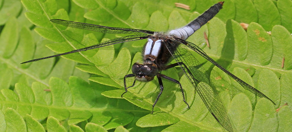 Chalk-fronted corporal dragonfly
