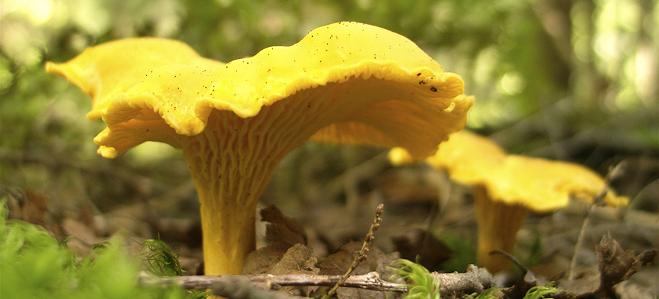 Two yellow chanterelle  mushrooms surrounded by branches and grass