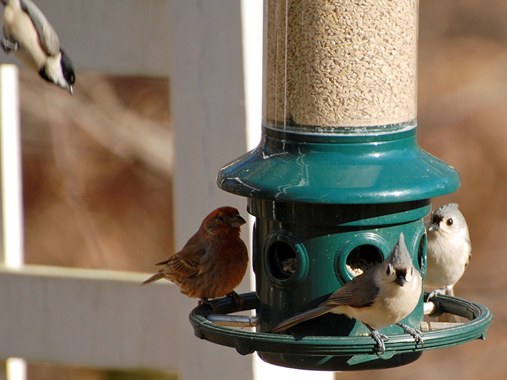 Black-capped chickadee, house finch, tufted titmice at bird feeder