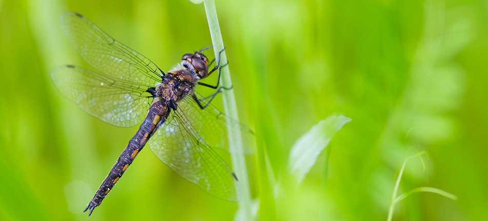 Common baskettail dragonfly, female