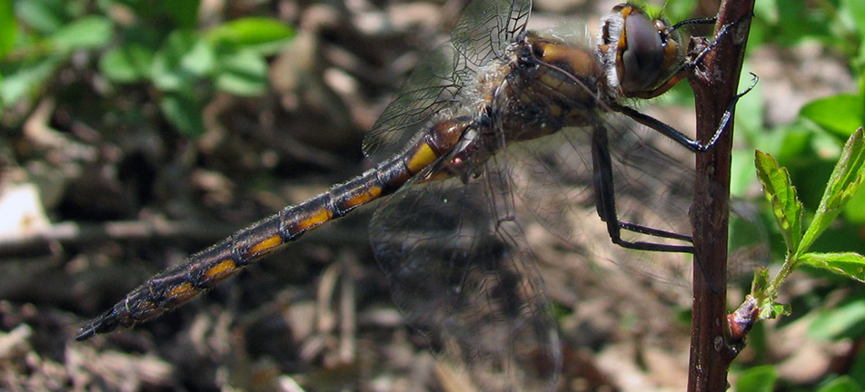 Common baskettail dragonfly, male