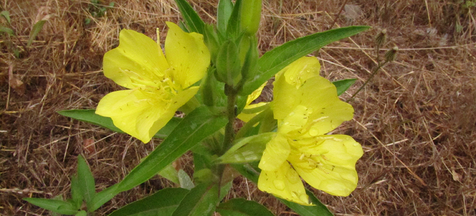 Two yellow evening primrose flowers with green leaves