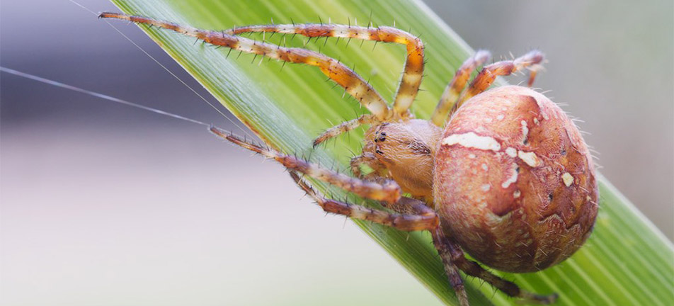 Cross orbweaver on a thin leaf holding on to a string of web