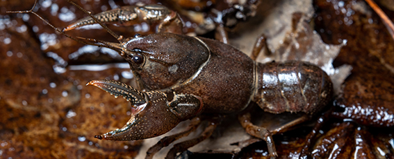 Digger crayfish, Creaserinus fodiens