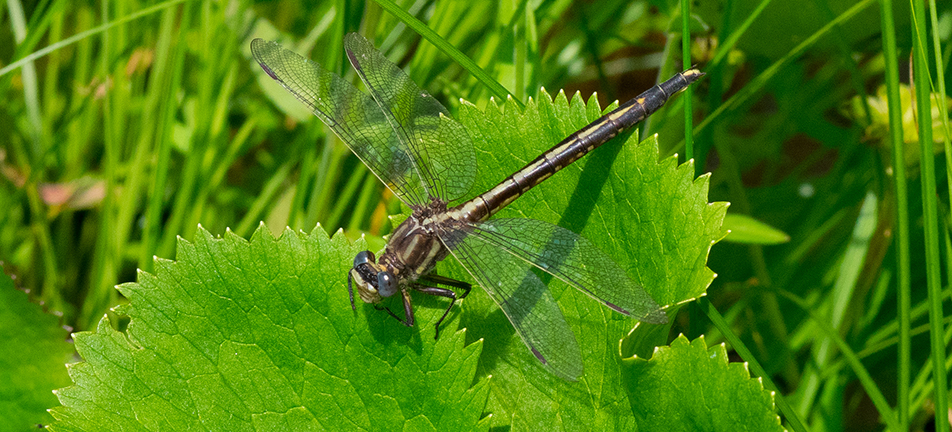 Dusky clubtail dragonfly