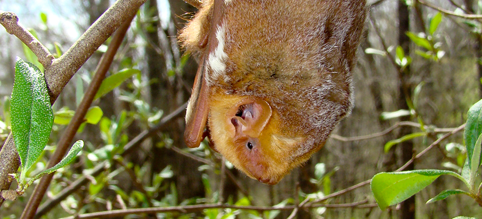 Eastern red bat