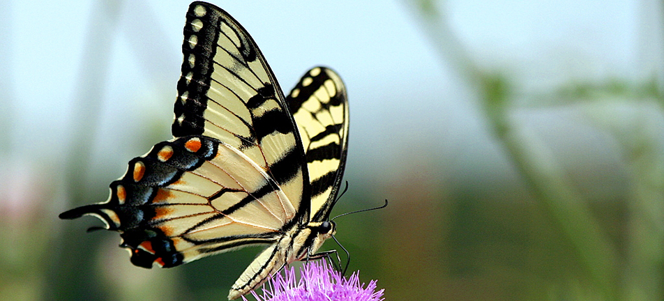 Eastern tiger swallowtail butterfly 