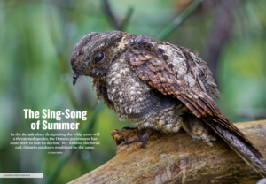 eastern whip-poor-will, the Sing-song of Summer, Summer 2019, ON Nature magazine