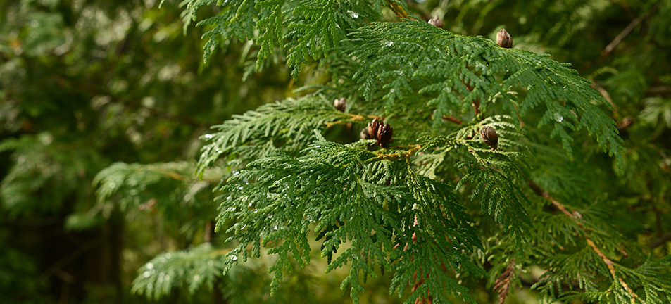 Leafy green eastern white cedar boughs