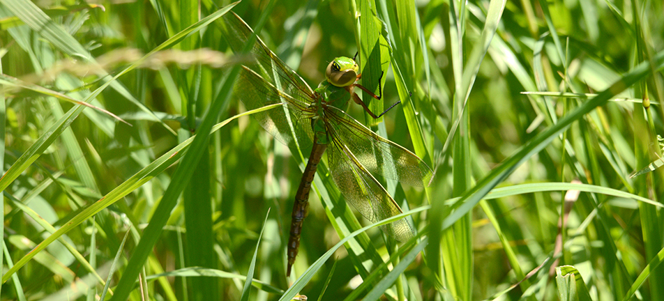 Green darner dragonfly, female