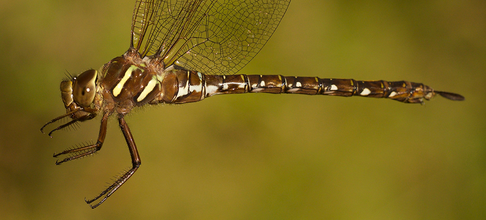 Shadow darner, dragonfly