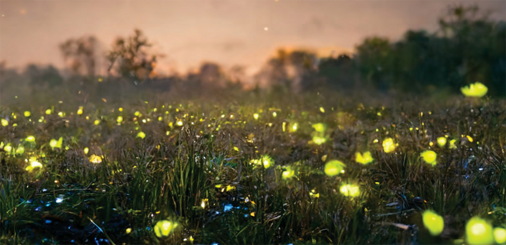 AI Illustration of fireflies in a field