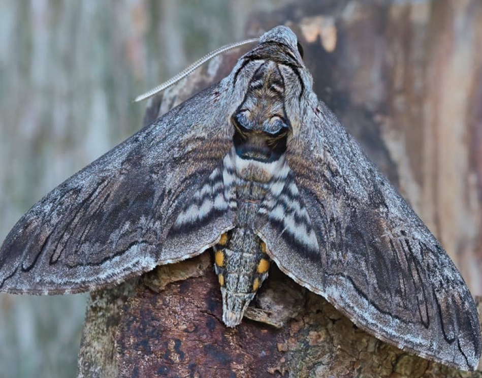 Five-spotted hawkmoth, Manduca quinquemaculata, moths, insects, biodiversity, pollinator