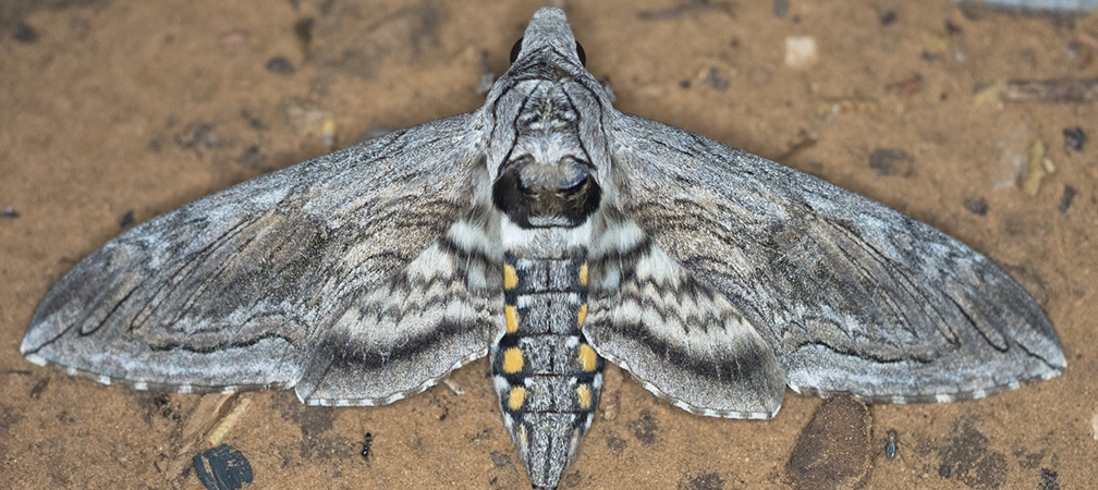 Five-spotted hawkmoth