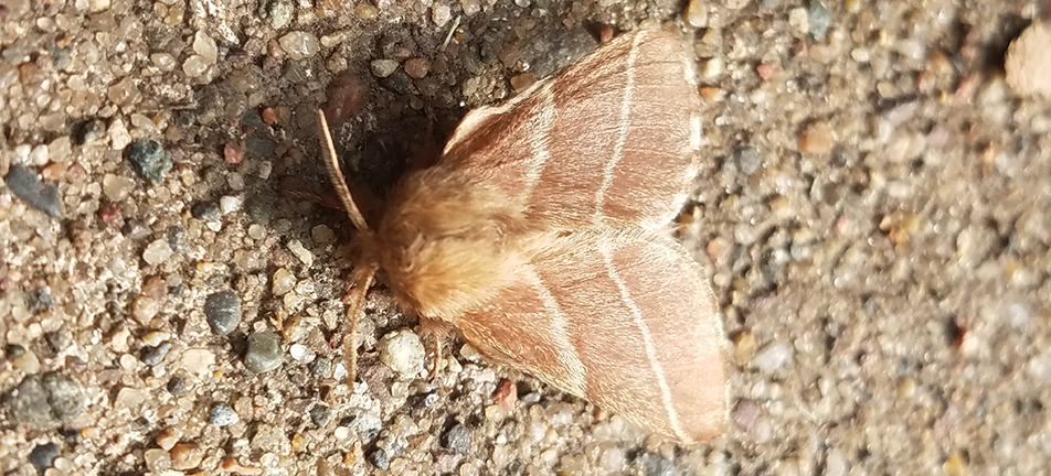 Eastern tent caterpillar moth