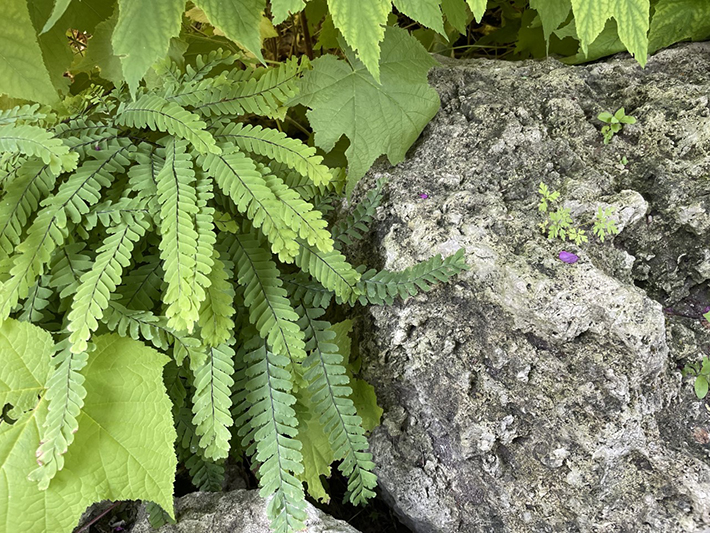 Maidenhair fern, purple flowering raspberry and Geranium robertianum 