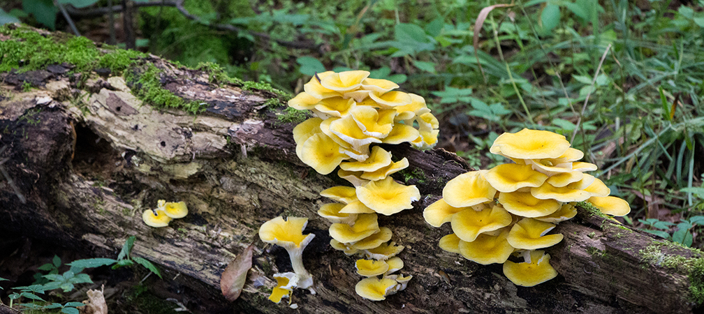 non-native golden oyster mushrooms growing in nature