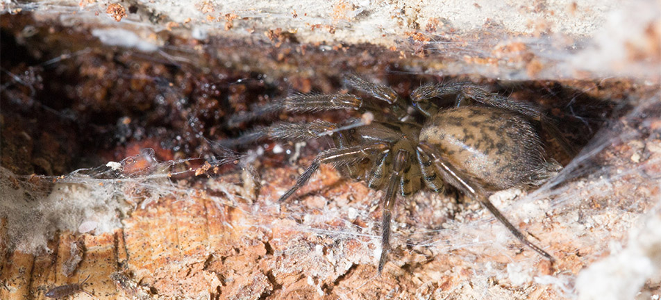 A brown hackledmesh spider on a tree
