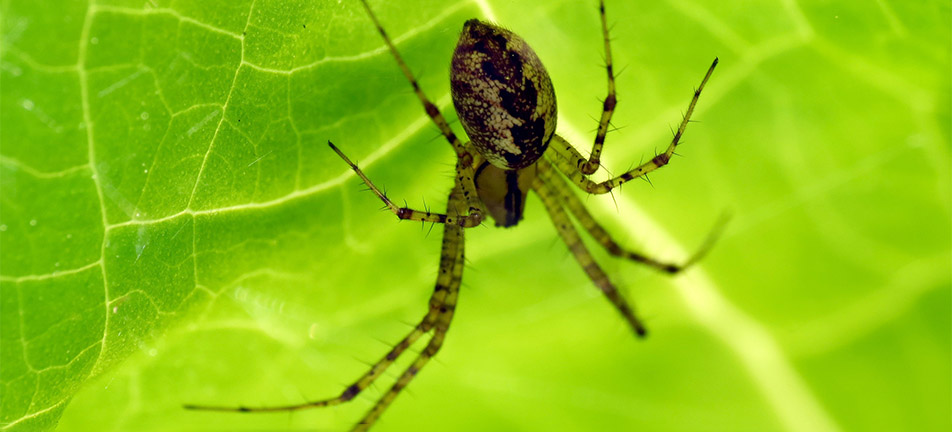 Hammock spider on a green leaf