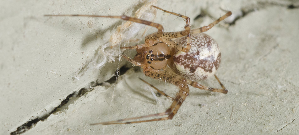 Hammock spider on concrete 