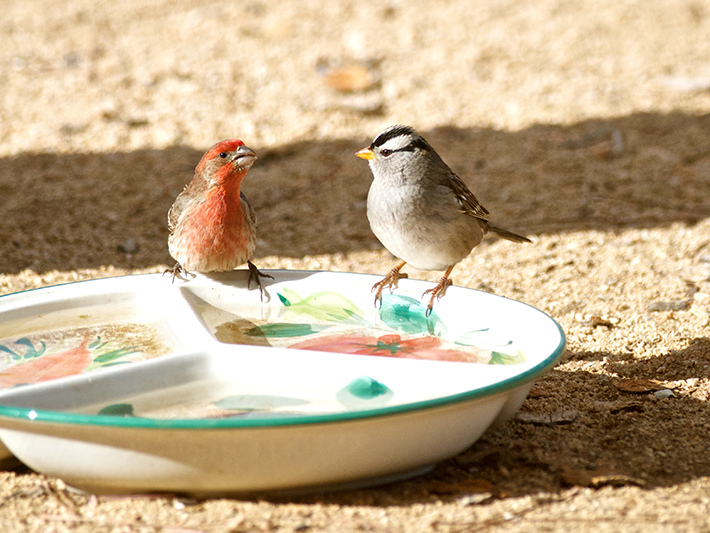 House finch and white-crowned sparrow at water dish 