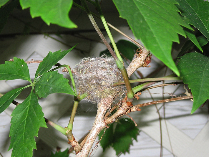 Hummingbird nest and Virginia creeper vine