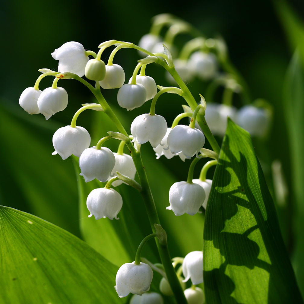 lily-of-the-valley, introduced, invasive