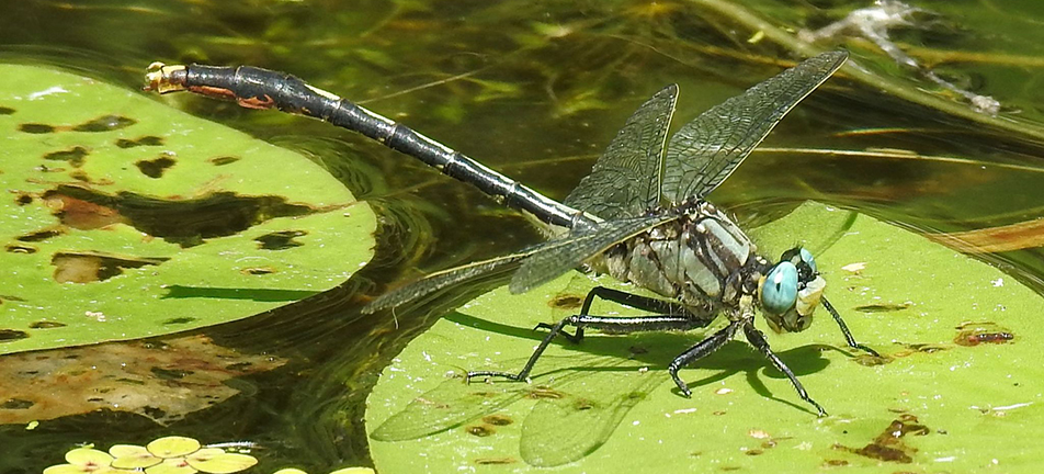 Lilypad clubtail dragonfly