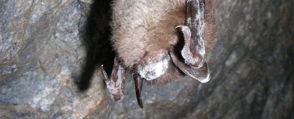 Little brown myotis with white-nose syndrome