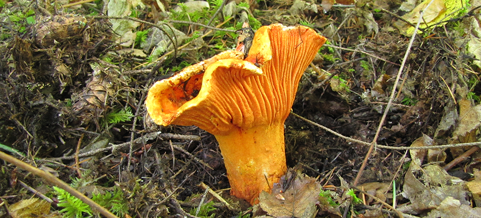 Yellow lobster mushroom surrounded by foliage 