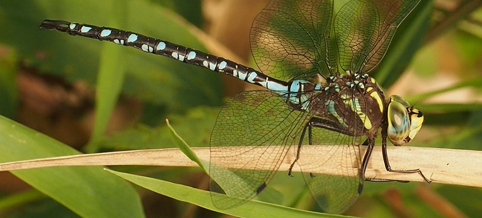 Lance-tipped darner dragonfly, male