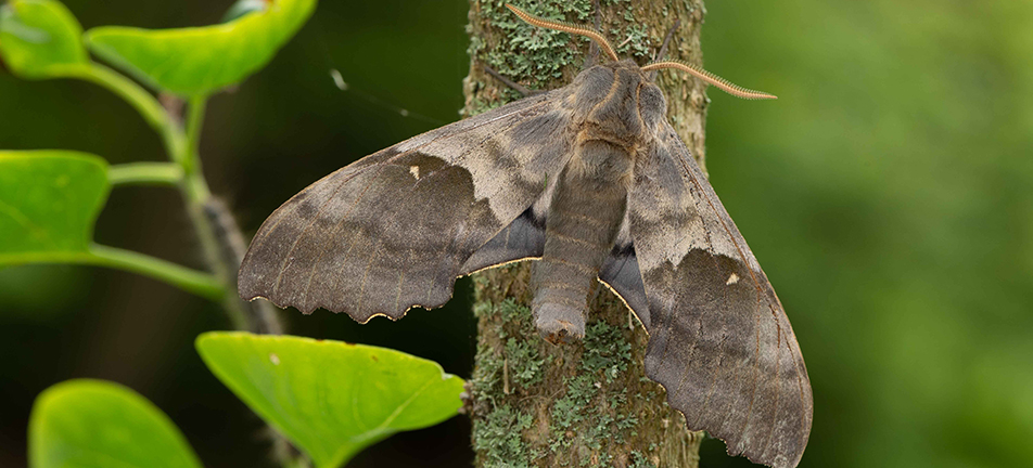 Modest sphinx moth