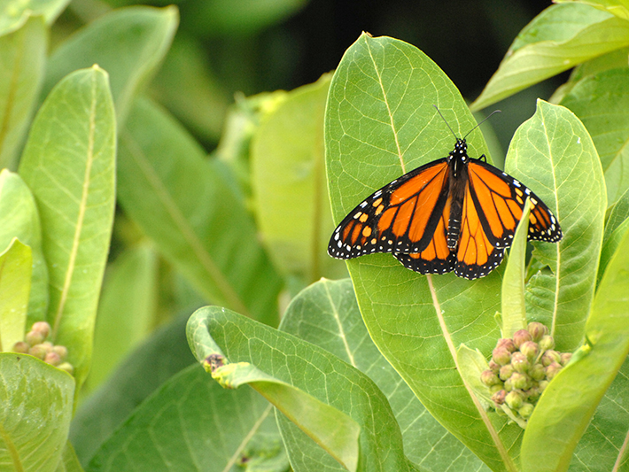 Monarch butterfly and common milkweed