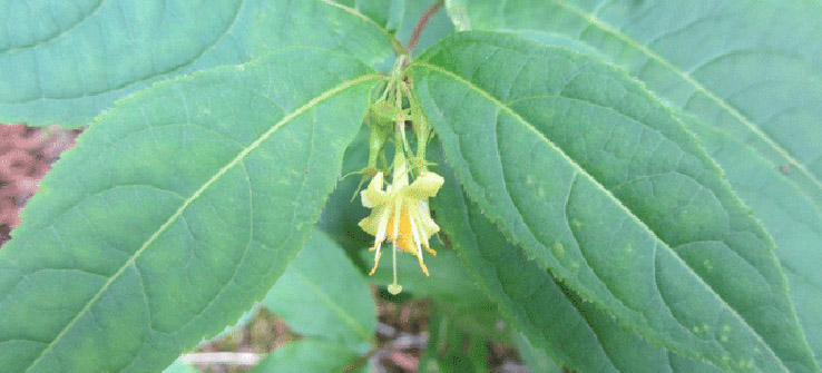 Close up shot of a northern bus-honeysuckle flower surrounded by green leaves. 