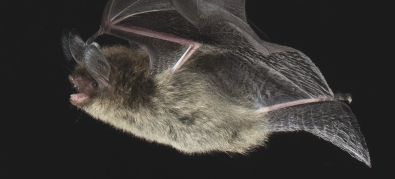 Bat Guide - ON Nature Magazine