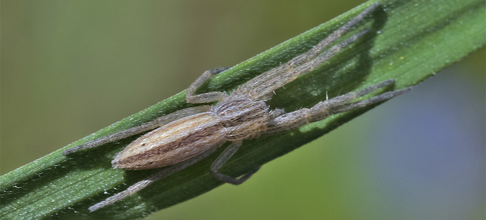 Slender crab spider on a thin leaf