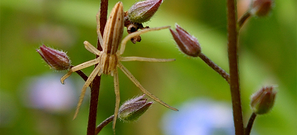 Slender crab spider on a thin branch
