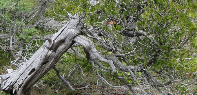 Old growth eastern white cedar, more than 100 years old, nature reserve, natural area
