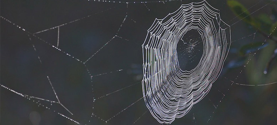 Orb weaver web on a dark, blurry background. 