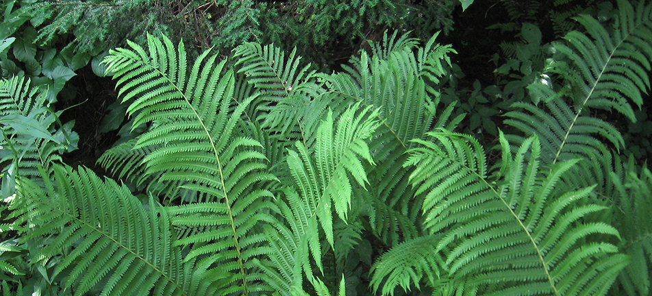 large ostrich fern plant