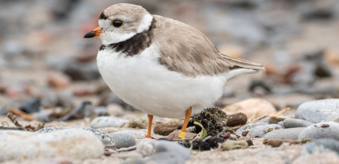 ON Nature, Summer 2026, cover, an endangered piping plover on a beach