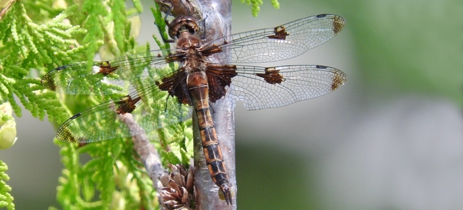 Prince baskettail dragonfly