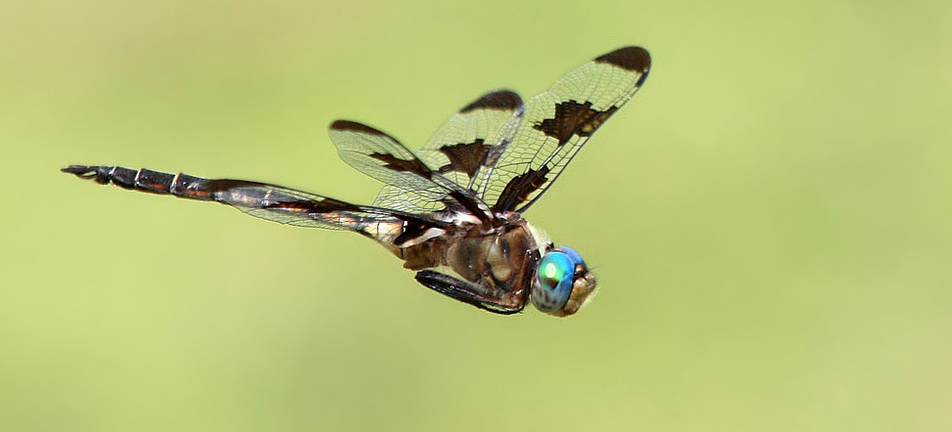 Prince baskettail dragonfly
